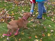 Playful Dog Tries to Snatch Leaf Blower