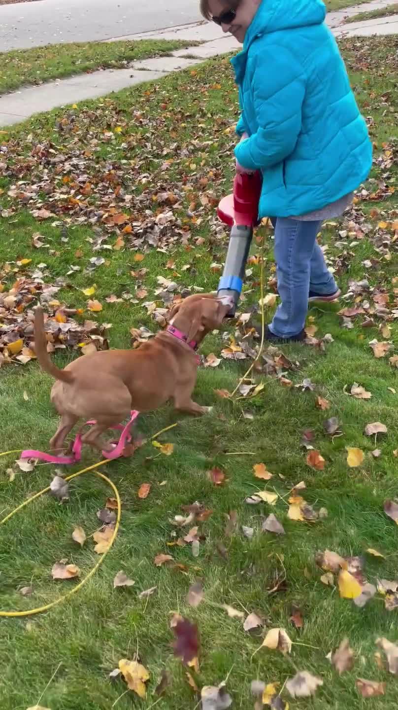 Playful Dog Tries to Snatch Leaf Blower