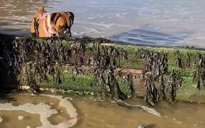 Dog Diligently Follows Ball as Waves Carry it Away
