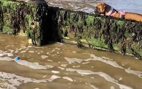 Dog Diligently Follows Ball as Waves Carry it Away