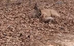 Person Watches Chihuahua Playing With Deer