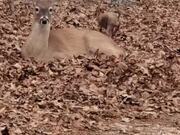 Person Watches Chihuahua Playing With Deer