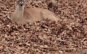 Person Watches Chihuahua Playing With Deer - Animals - Videotime.com