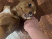 Puppy Obstructs Its Owner's Path to Get Belly Rubs