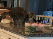Cat Fits Themself Inside Empty Salad Bowl