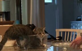 Cat Fits Themself Inside Empty Salad Bowl