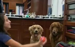 Woman Tricks Dogs by Hiding Ball