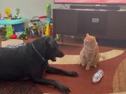 Cat Attacks Dog After They Initiate Fight WithThem