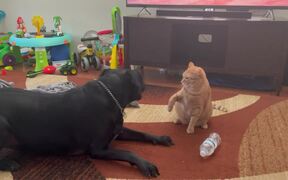 Cat Attacks Dog After They Initiate Fight WithThem - Animals - Videotime.com