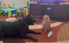 Cat Attacks Dog After They Initiate Fight WithThem