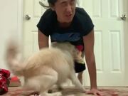 Playful Dog Annoys Owner While She Does Yoga
