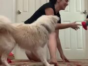 Playful Dog Annoys Owner While She Does Yoga