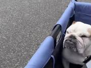 Bulldog Gets Cranky as She Had to Share Wagon