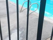 Puppy's Reaction To Seeing Pool For The 1st Time