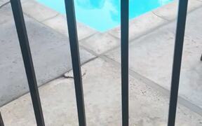 Puppy's Reaction To Seeing Pool For The 1st Time