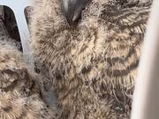Wild Rehabber Rescues Great Horned Owlets