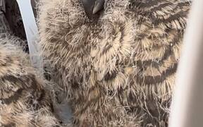 Wild Rehabber Rescues Great Horned Owlets