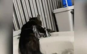 Cat Slips and Falls Into Bathtub