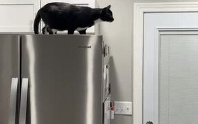 Cat Slips Into Washer While Chasing Fly