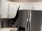 Cat Slips Into Washer While Chasing Fly