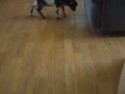 Adorable Dwarf Goat Continuously Headbutts Chair