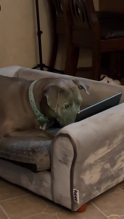 Dog Enjoys Watching Videos on Tablet