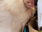 Chicken Hides a Bottle Under Her Belly