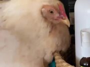 Chicken Hides a Bottle Under Her Belly