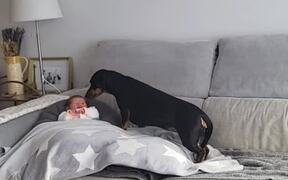 Dog Soothes Crying Baby With Kiss - Animals - Videotime.com