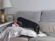 Dog Soothes Crying Baby With Kiss