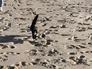 Cat and Owner Have Fun Day at the Beach