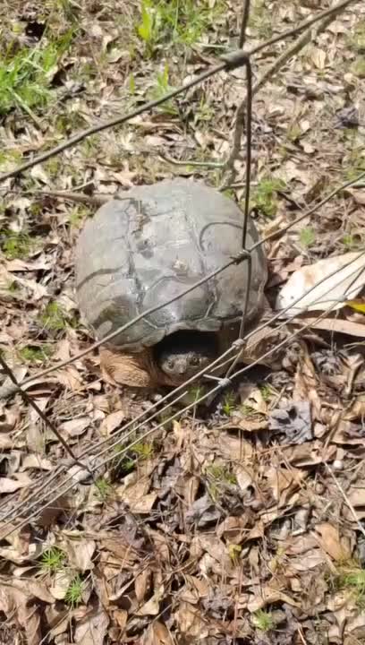 Turtle Unexpectedly Attempts to Attack Person