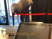 Moose Walks Into Store and Eats From Trashcan