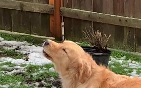 Dog Howls in Response to Sound of Fire Truck