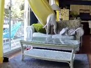 Dog Gets Tangled in Curtains While Playing on Sofa