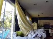 Dog Gets Tangled in Curtains While Playing on Sofa