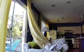 Dog Gets Tangled in Curtains While Playing on Sofa - Animals - Videotime.com