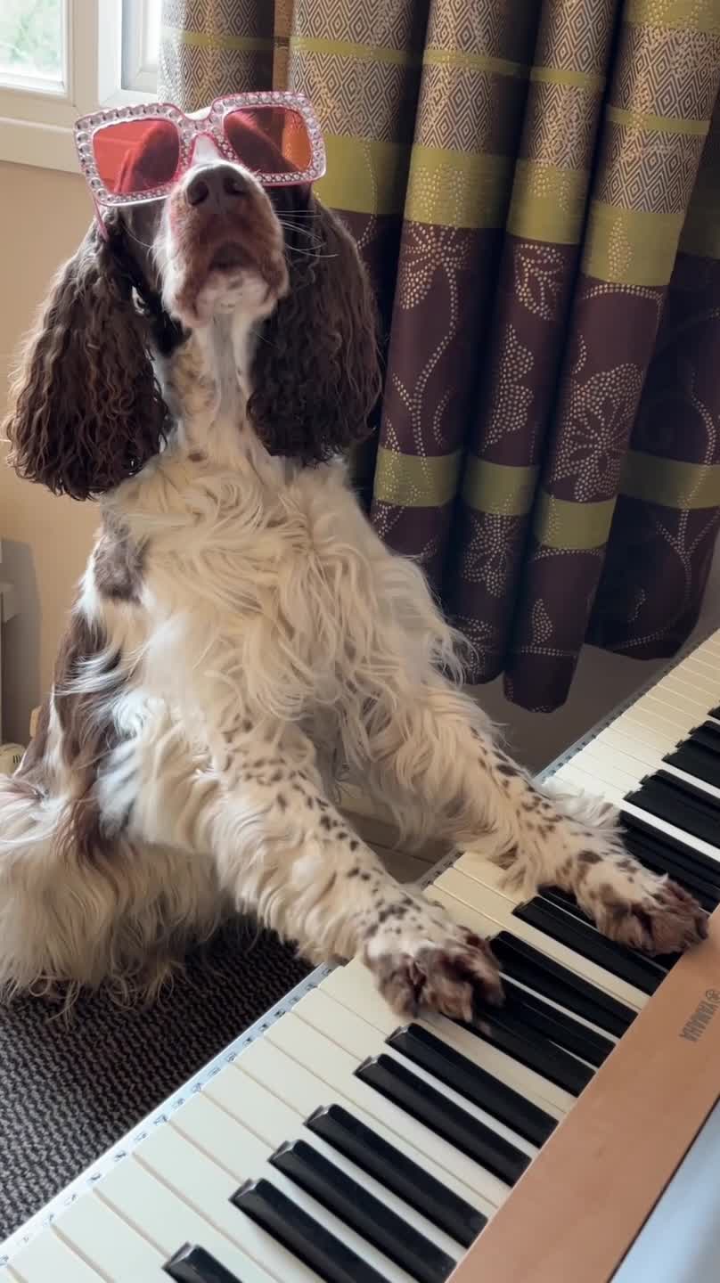 Dog Plays Piano While Wearing Studded Sunglasses