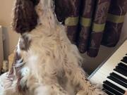 Dog Plays Piano While Wearing Studded Sunglasses