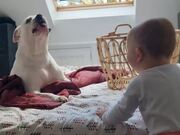 Toddler Giggles and Howls Along With Dog