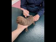 Person Takes Puppies to Vet For Their 1st Check Up