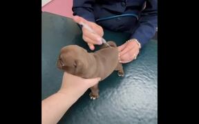 Person Takes Puppies to Vet For Their 1st Check Up - Animals - Videotime.com