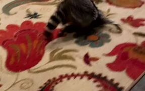 Raccoon Scoots and Crawls