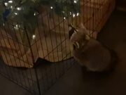 Adorable Raccoon Tries to Climb Christmas Tree