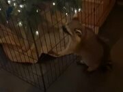 Adorable Raccoon Tries to Climb Christmas Tree