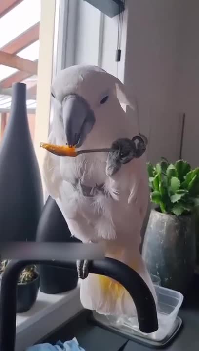 Cockatoo Feeds on Palm Nut Oil From Spoon