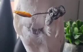 Cockatoo Feeds on Palm Nut Oil From Spoon