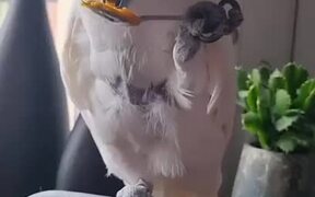 Cockatoo Feeds on Palm Nut Oil From Spoon - Animals - Videotime.com
