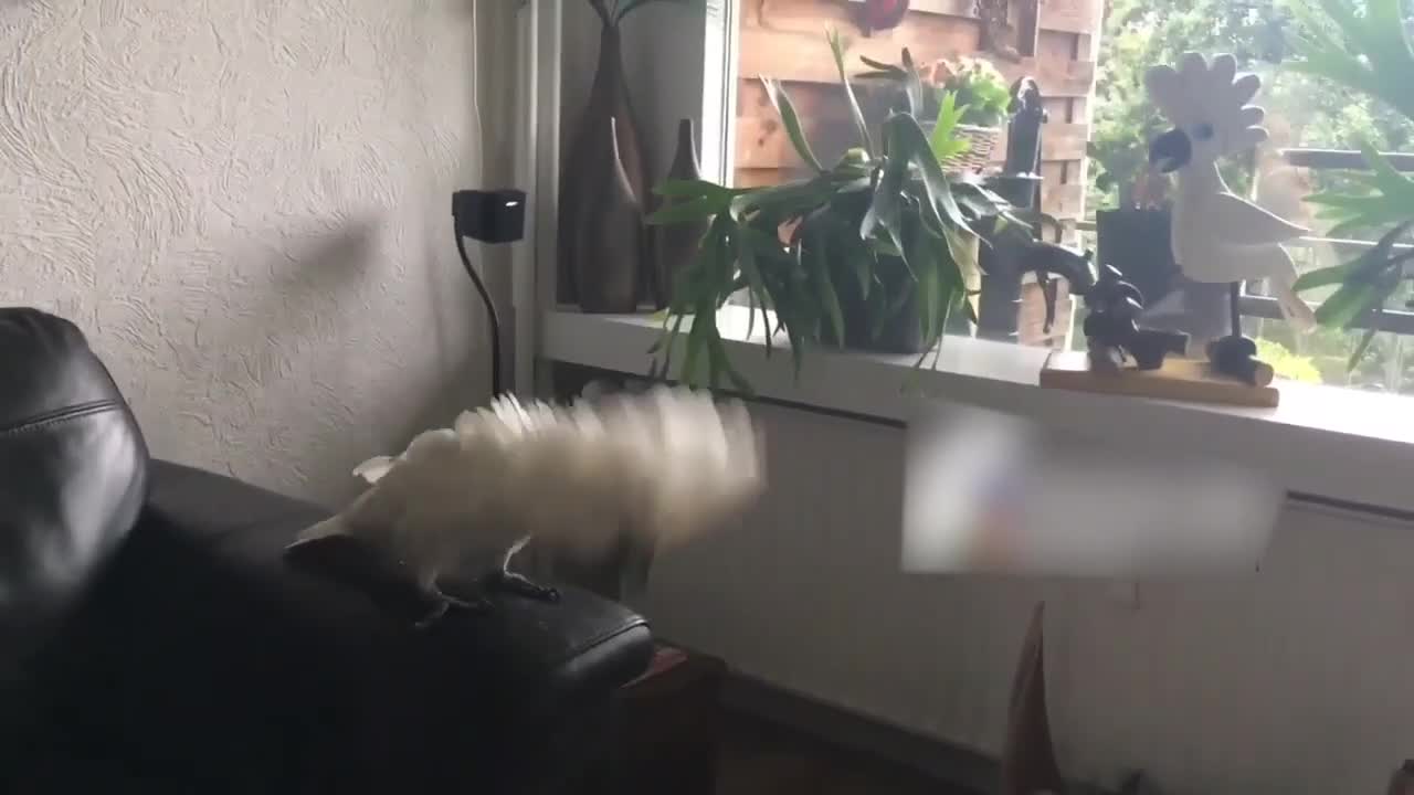 Cockatoo Gets Excited After Seeing Her Miniature