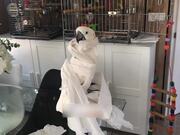 Cockatoo Plays With Toilet Paper